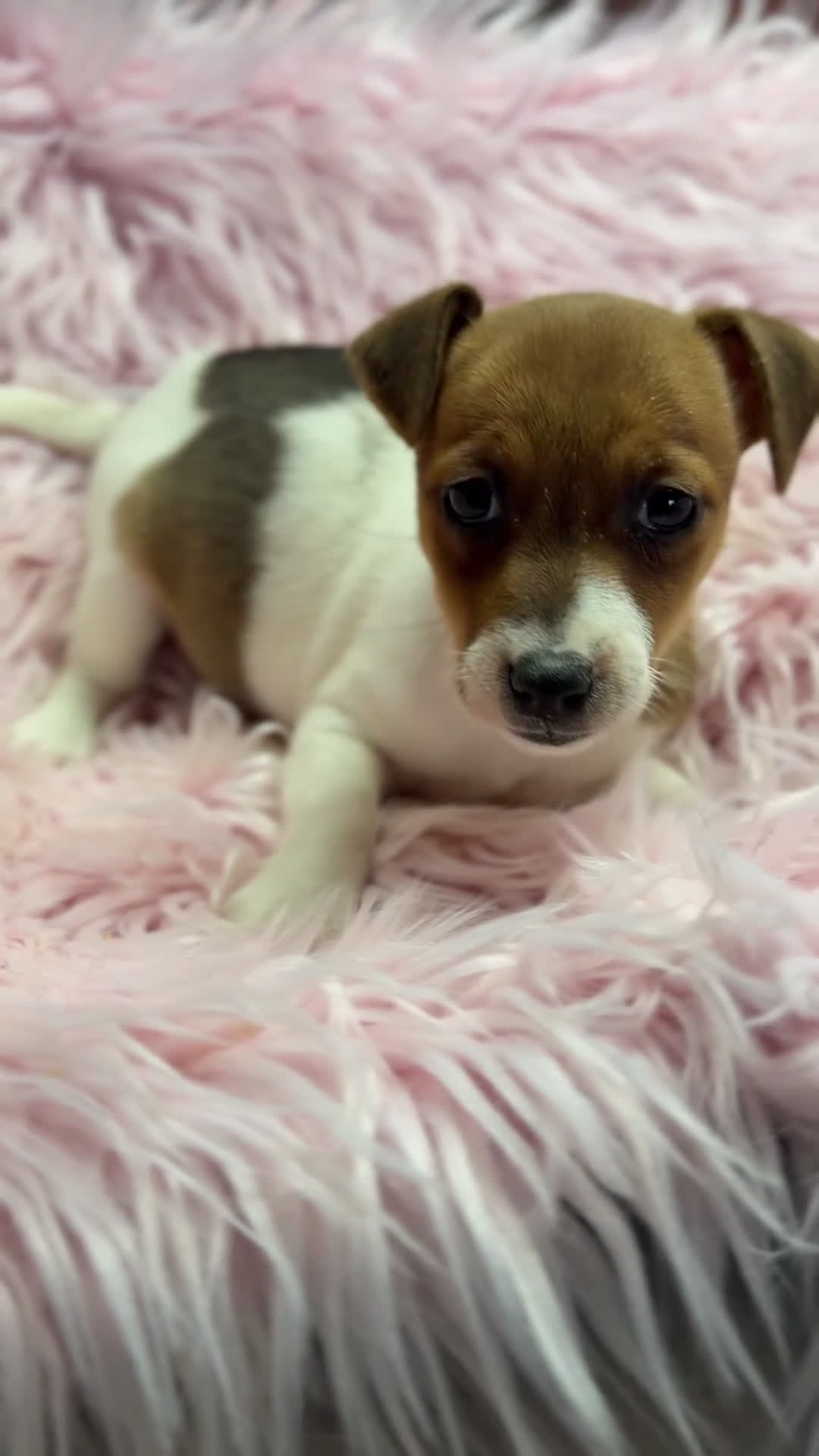 Jack Russell Terrier perros en venta: Jack Russell bicolor  - Video 1