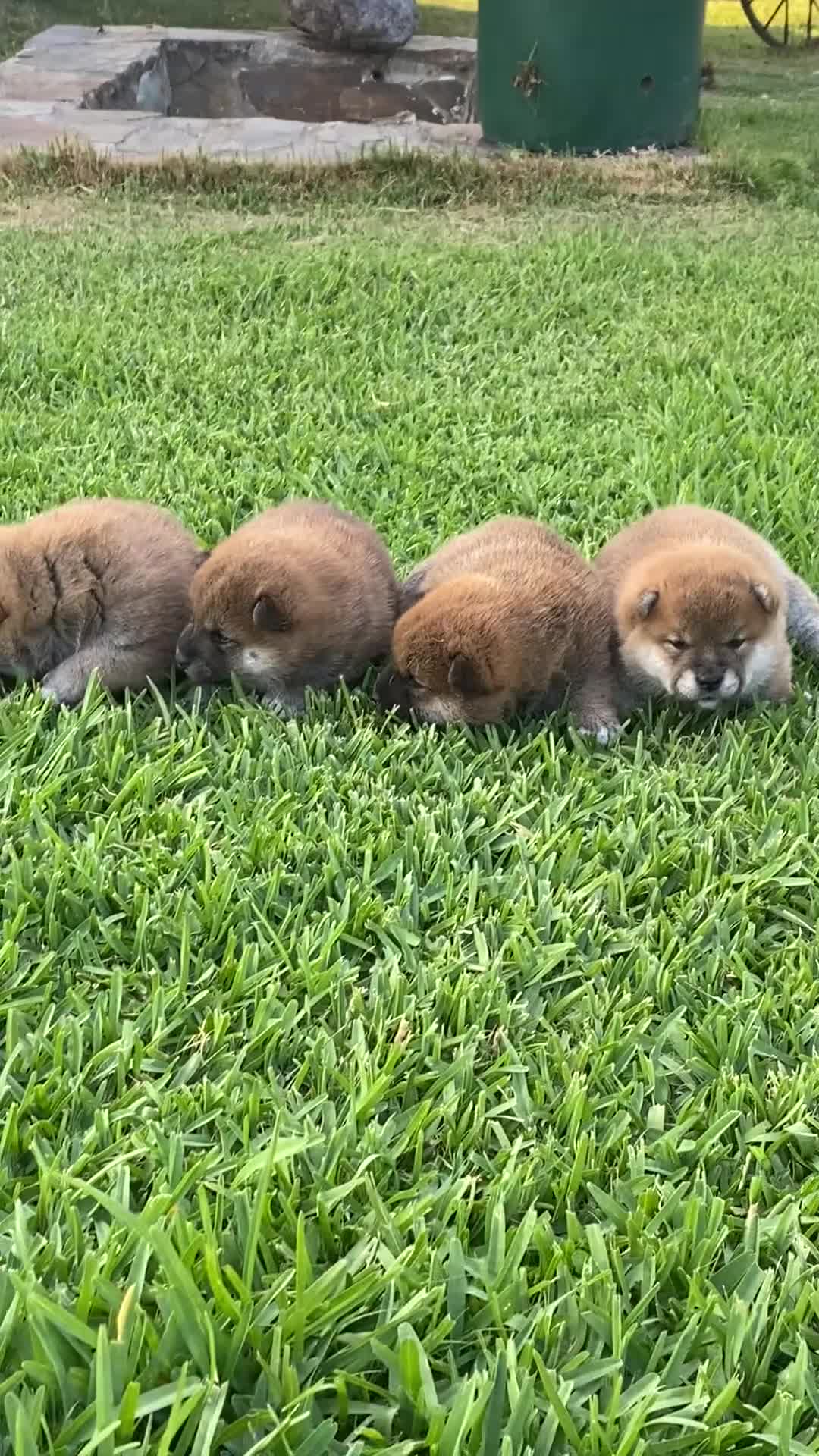Shiba Inu perros en venta: SHIBA INU EN PONTEVEDRA - Video 2