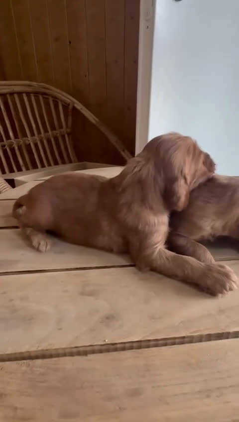 Setter Irlandés Rojo perros en venta: Camadas de Setter irlandes - Video 1