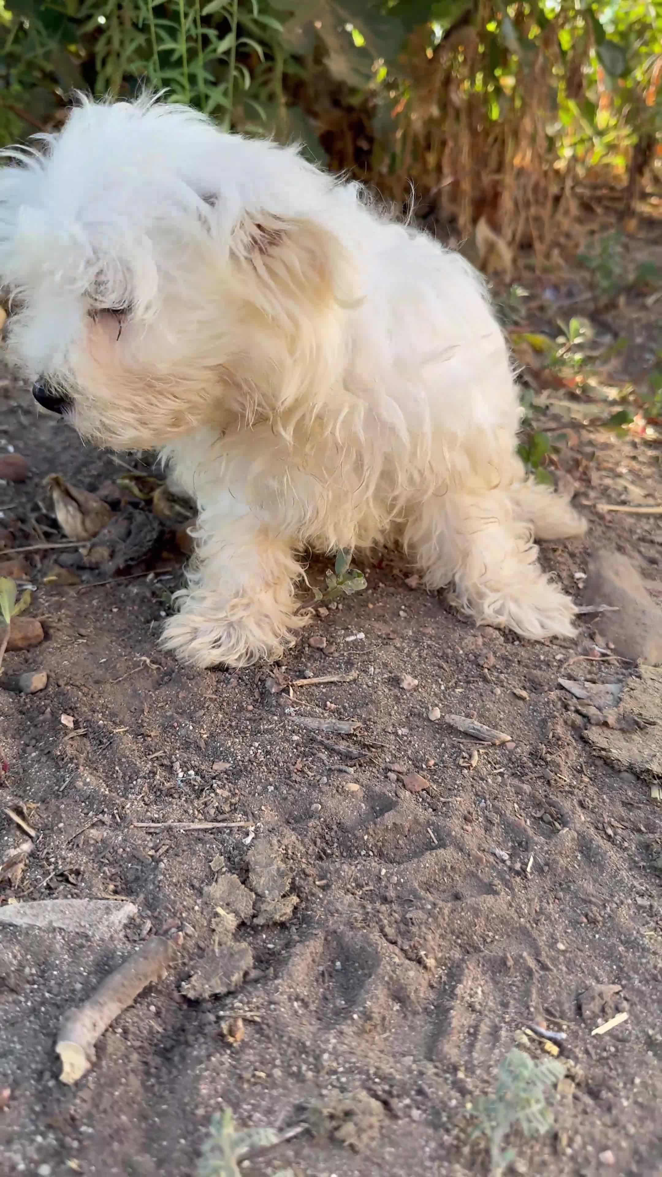 Bichón Maltés perros en venta: Bichon maltés americano - Video 1
