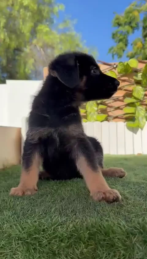 Pastor Alemán perros en venta: PASTOR ALEMAN - Video 3