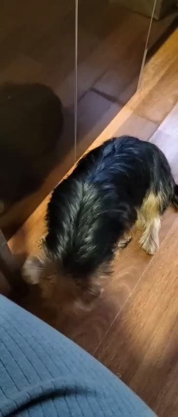 Raza Mixta perros en venta: Yorkie Russel - Video 1