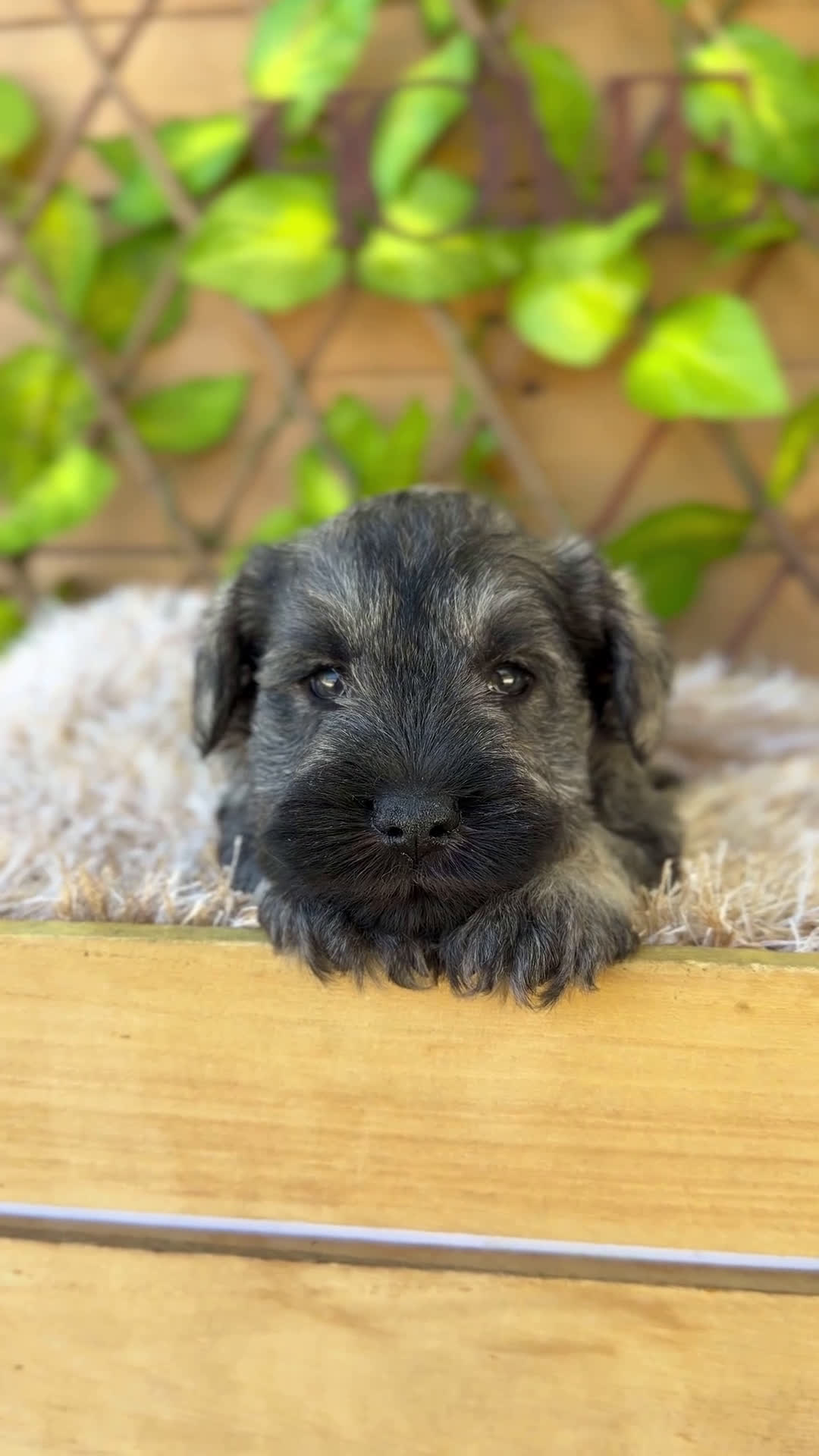Schnauzer Miniatura perros en venta: Camada de Mila - Video 2