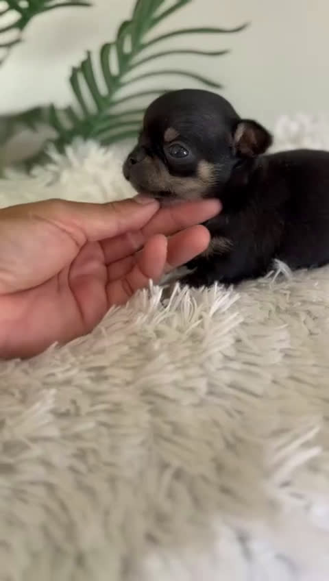 Chihuahua perros en venta: CHIHUAHUA MACHO NEGRO Y FUEGO - Video 1