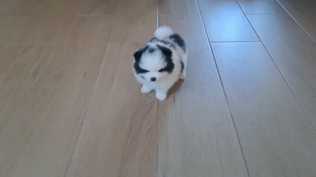 Pomerania perros en venta: Cachorritos Lulu de Pomerania  - Video 1