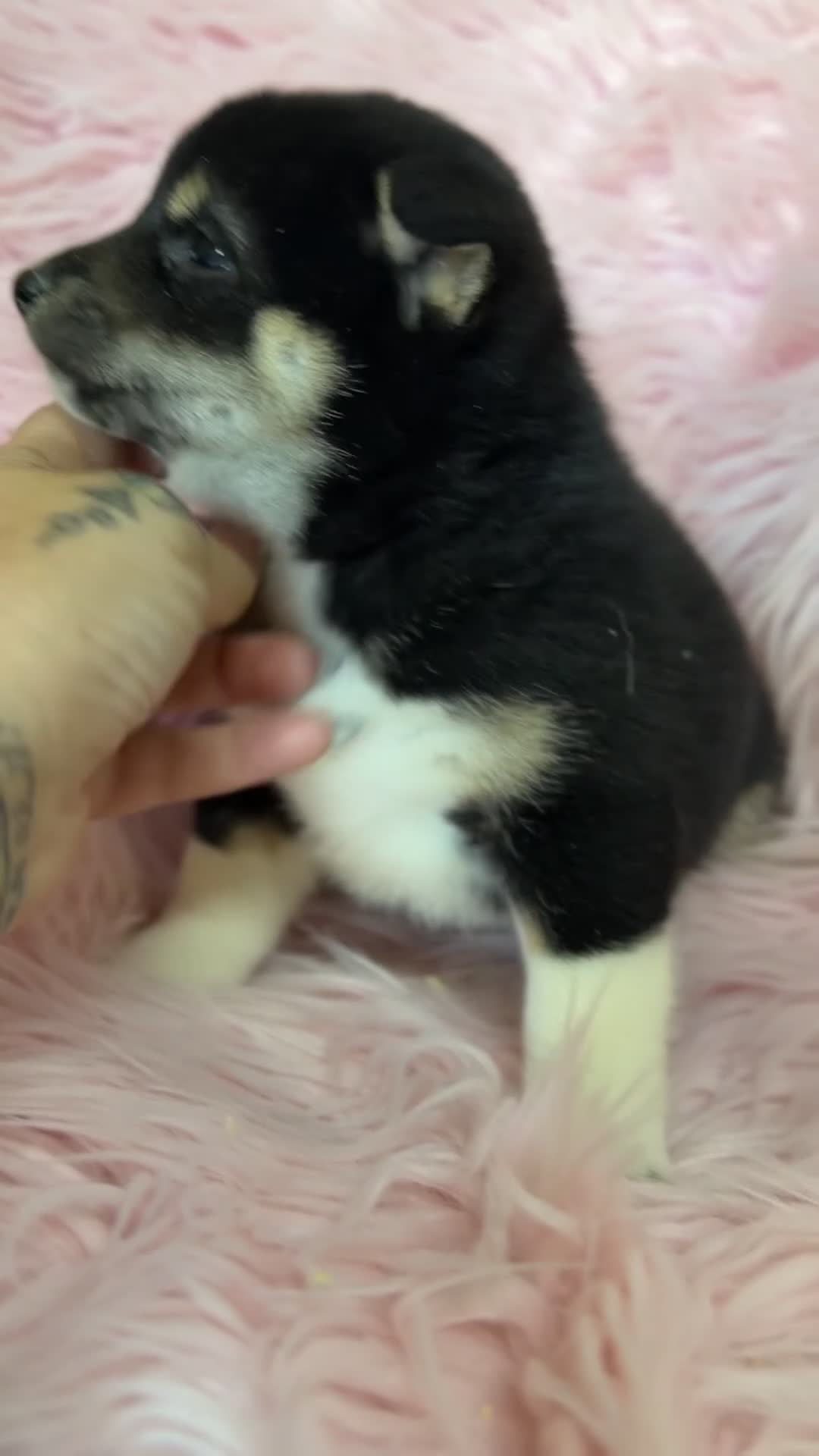 Shiba Inu perros en venta: Shiba inu tricolor  - Video 1