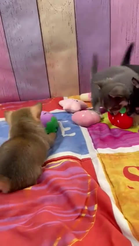 Pomchi perros en venta: Pomchi simpática y divertida raza!!! - Video 2