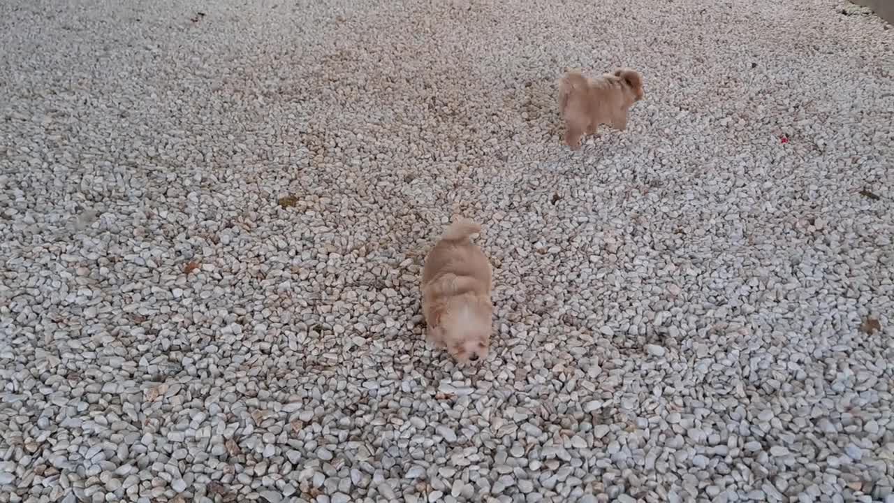 Maltipoo perros en venta: Cachorritos de Maltipoo  - Video 4