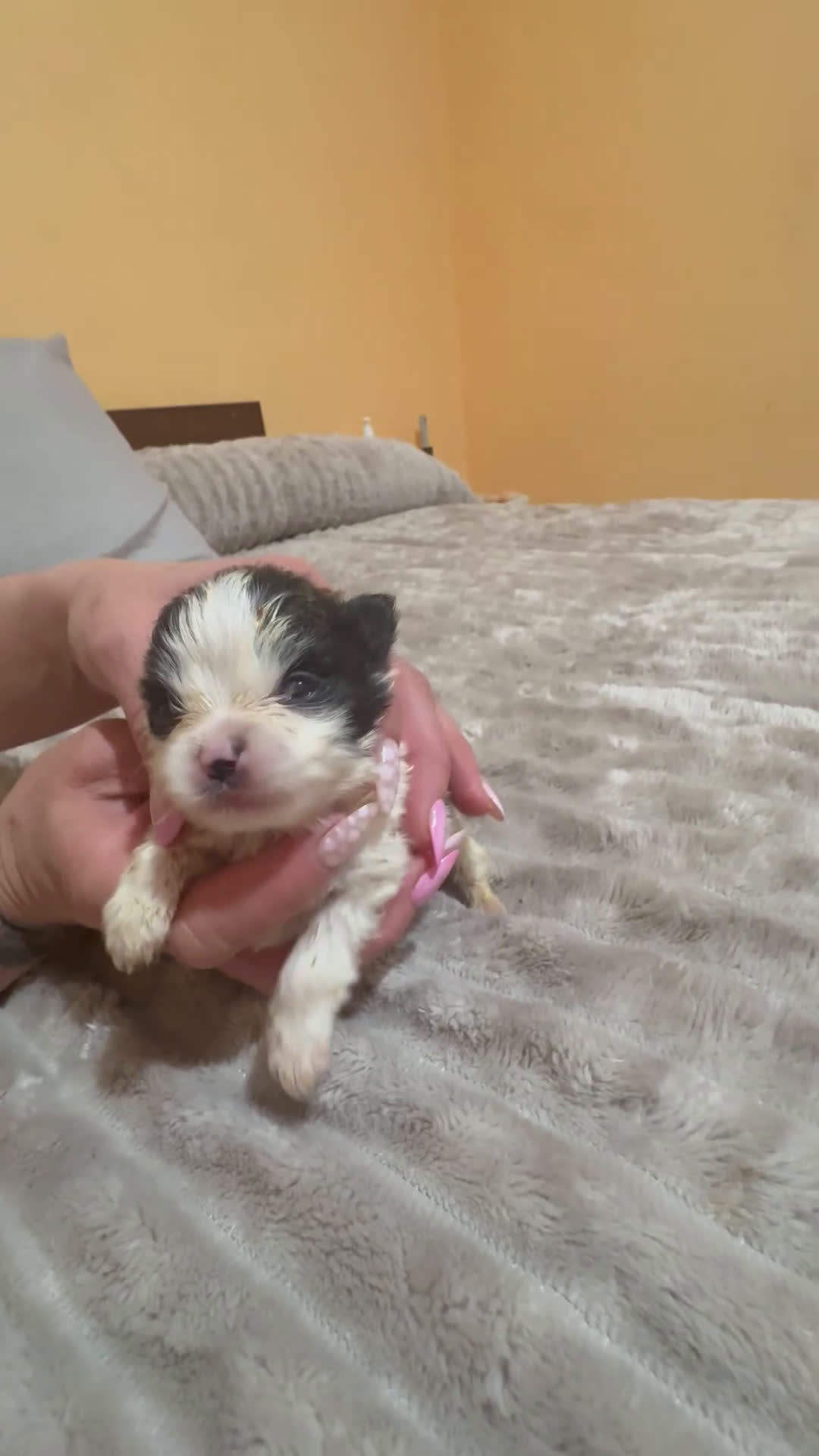 Pomerania perros en venta: Lulu Pomerania macho party  - Video 1