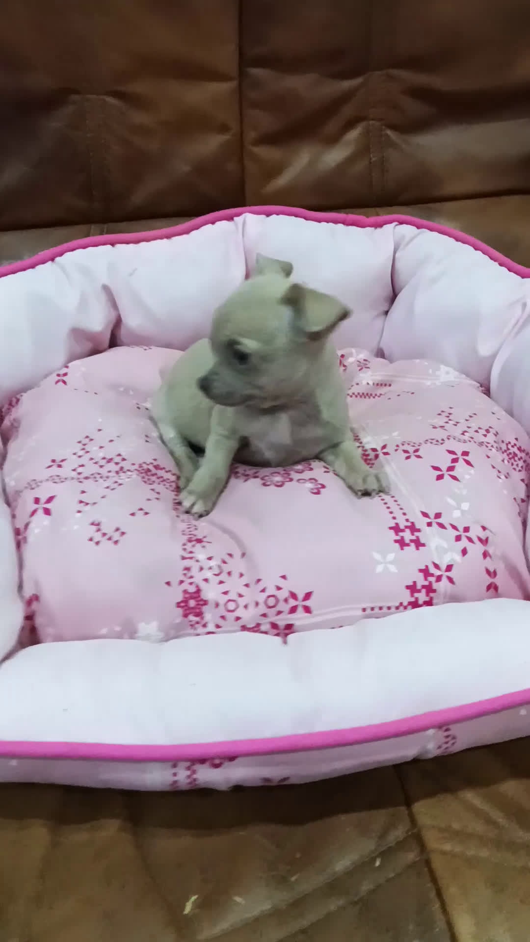 Chihuahua perros en venta: CHIHUAHUA TOY  - Video 1
