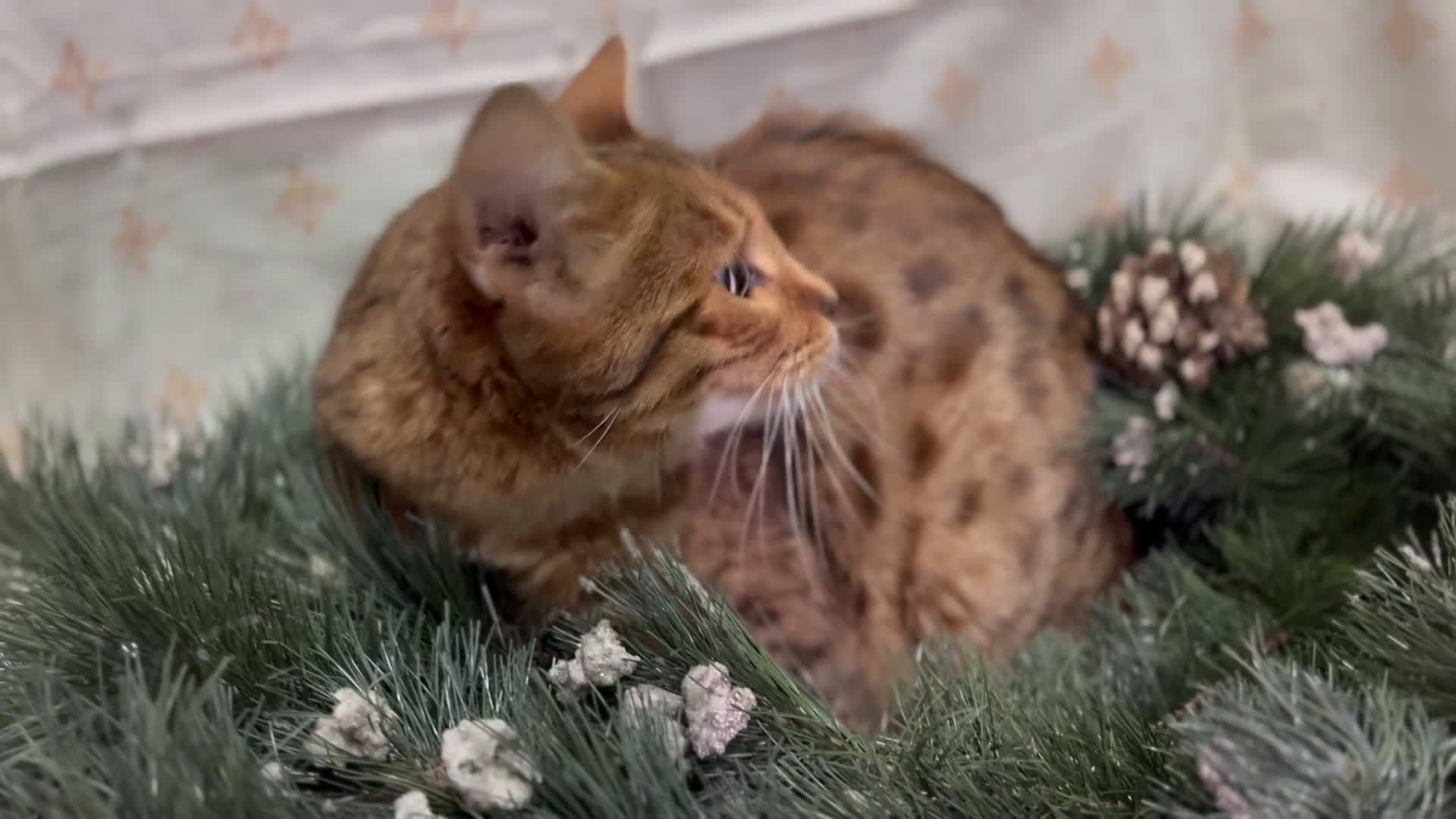 Bengalí gatos en venta: Gata bengalí - Video 1