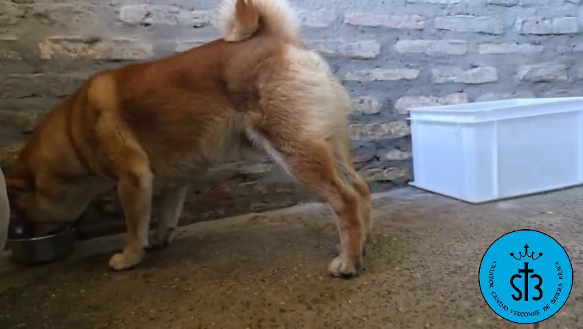 Shiba Inu perros en venta: SHIBA INU ADULTO PEDEGREE(LOE) - Video 1