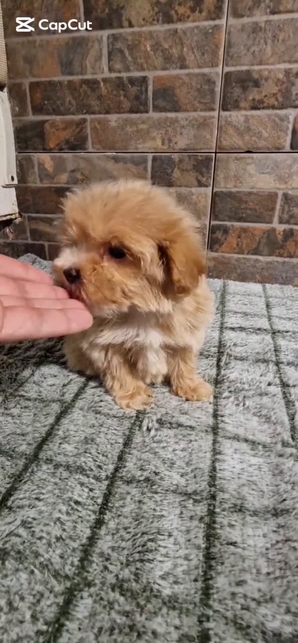 Maltipoo perros en venta: MALTIPOO MIRCO Y MICRO/TEA CUP - Video 1
