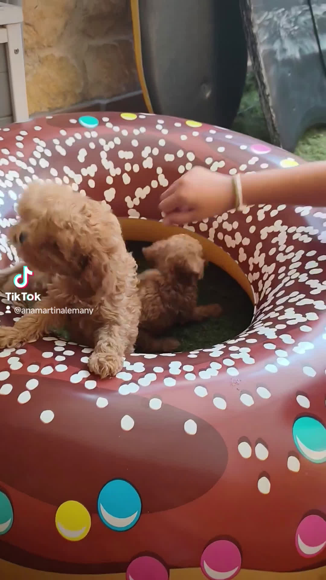 Caniche Toy perros en venta: Cachorro camada caniche rojo toy - Video 1