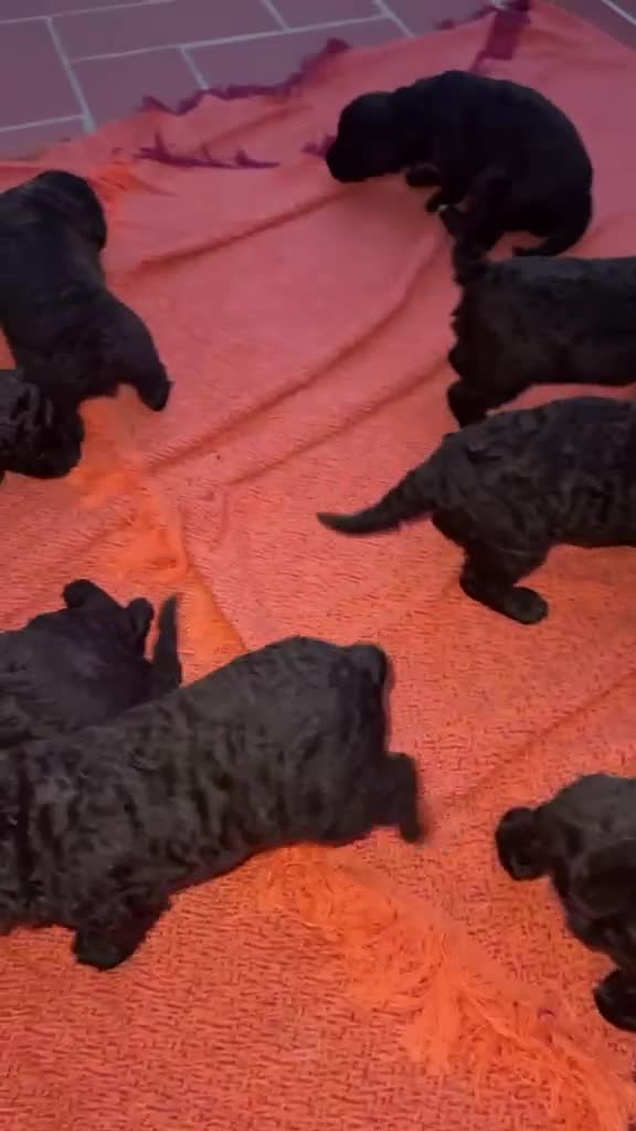 Perro de Agua Español perros en venta: Perro de Agua Chocolates - Video 1