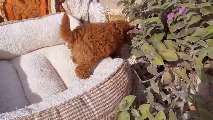 Caniche Toy perros en venta: CANICHES EXCLUSIVOS - Video 2