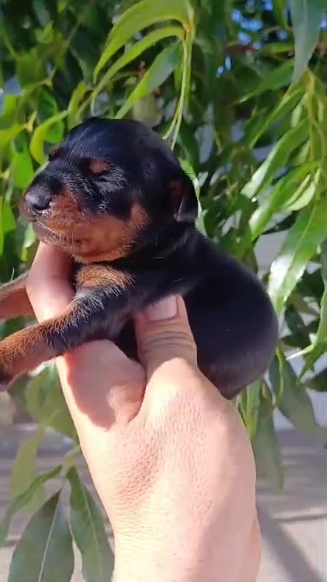 Pinscher Miniatura perros en venta: Pinscher miniatura  - Video 3