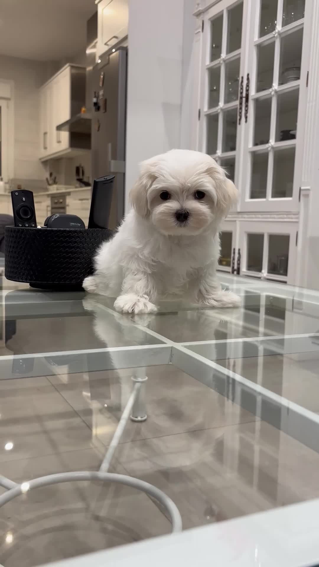 Bichón Maltés perros en venta: Hembrita de bichon maltes - Video 1