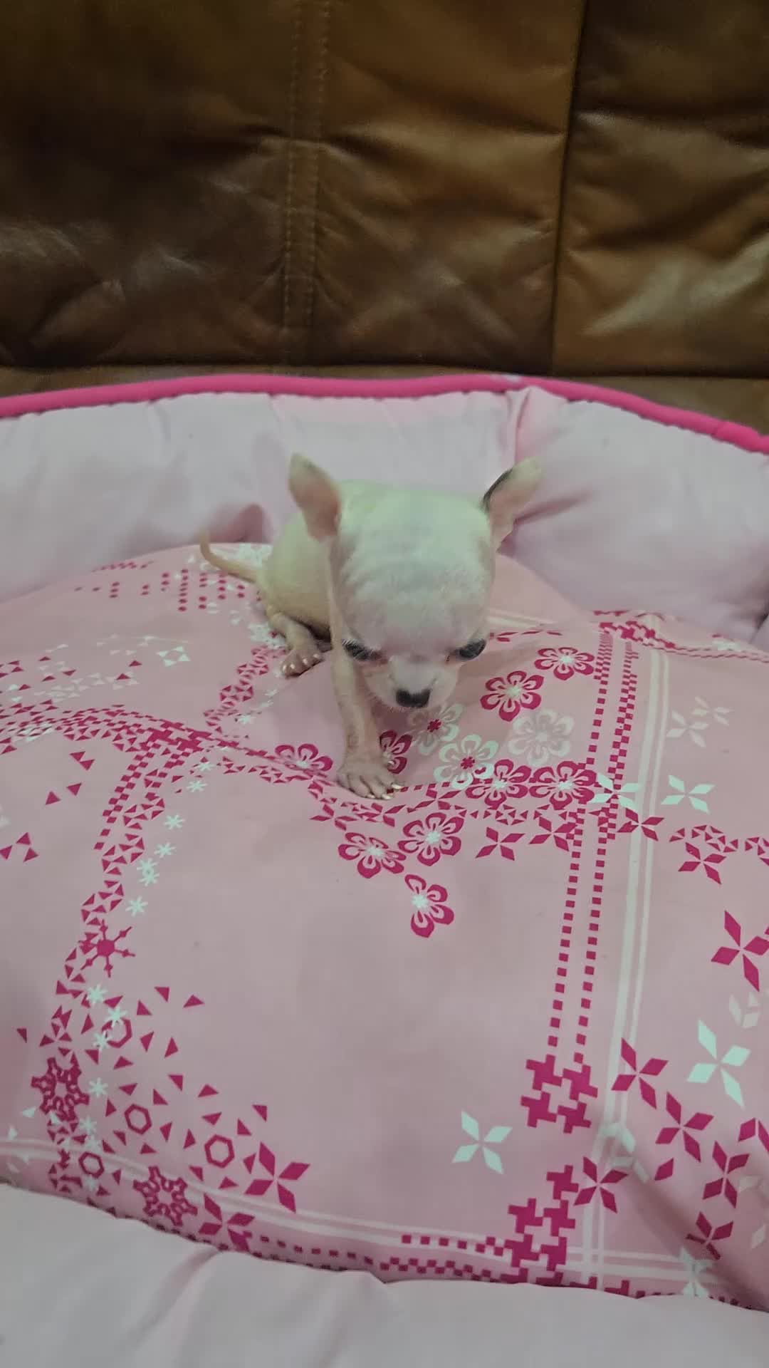 Chihuahua perros en venta: CHIHUAHUA TOY  - Video 1