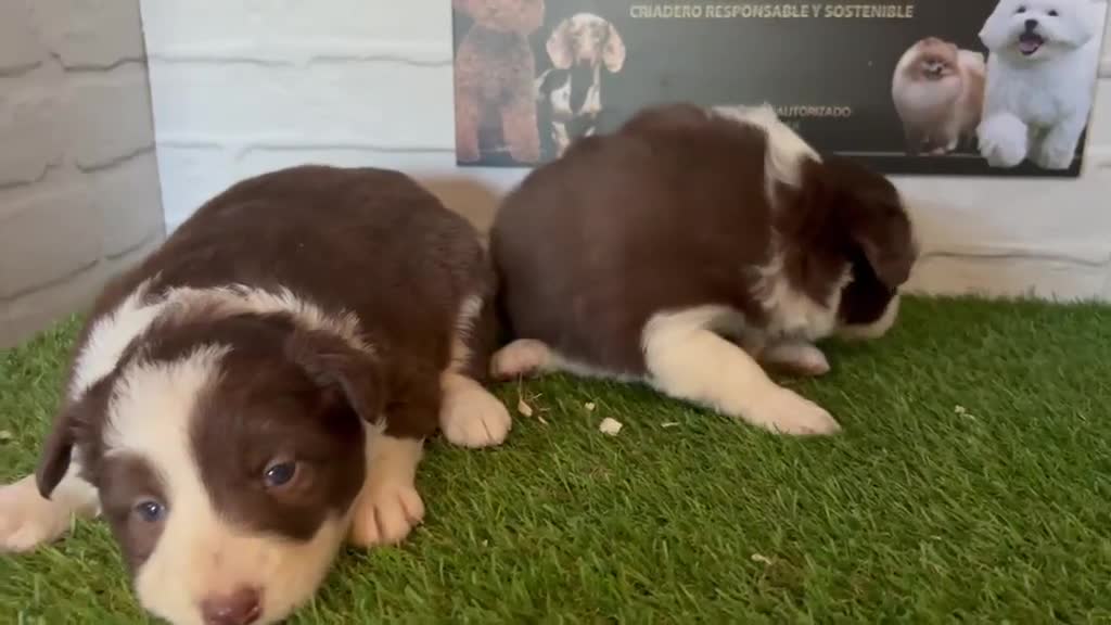 Border Collie perros en venta: Border Collie - Video 2