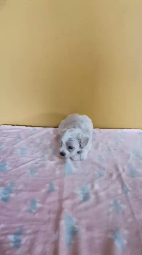 Maltipoo perros en venta: Maltipoo machos - Video 2