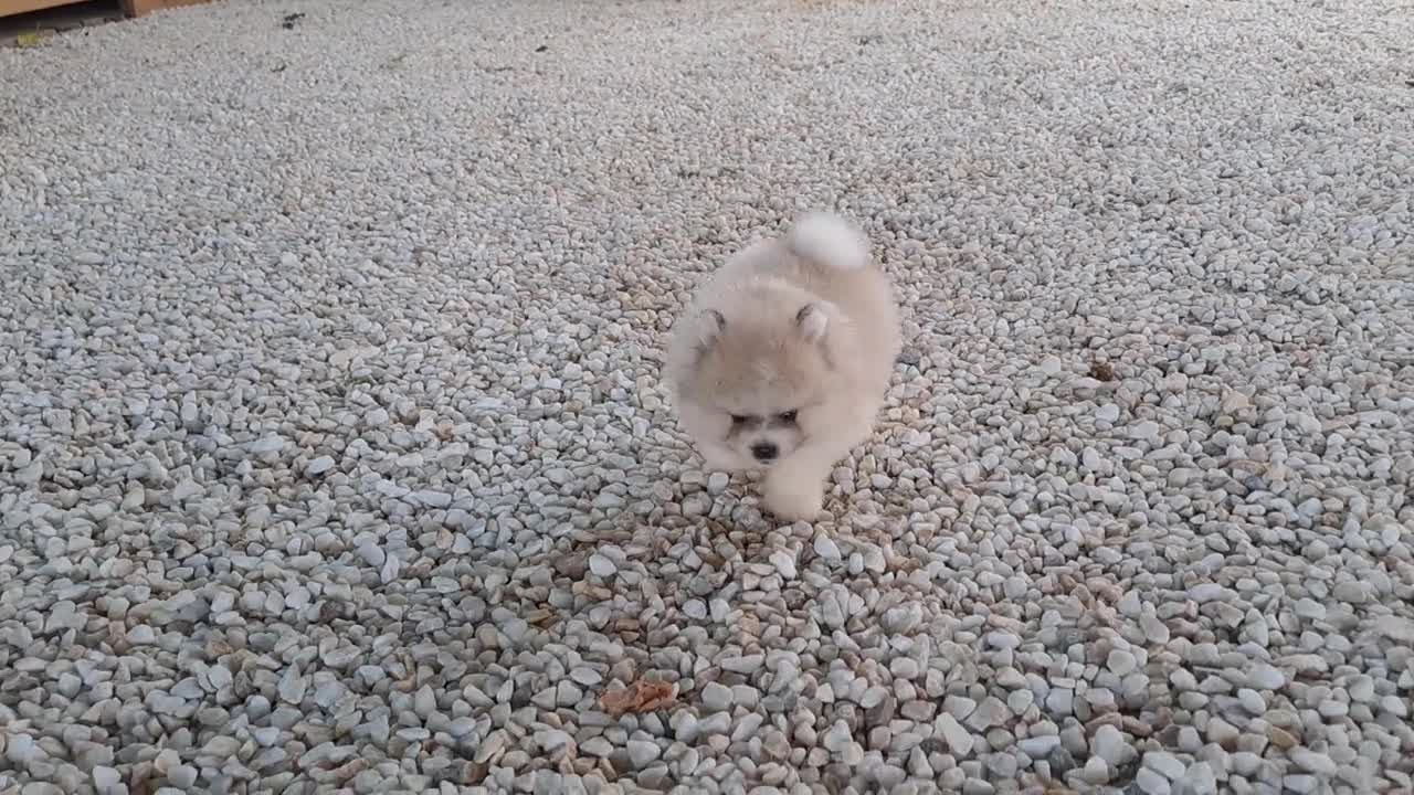 Pomerania perros en venta: Pomerania cara de Oso - Video 3