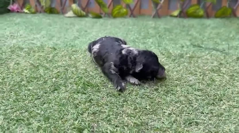 Caniche Toy perros en venta: Caniches toy macho y hembra merle  - Video 2