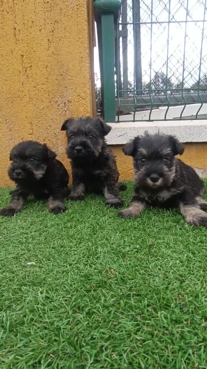 Schnauzer Miniatura perros en venta: Cachorros de schnauzer mini  - Video 1