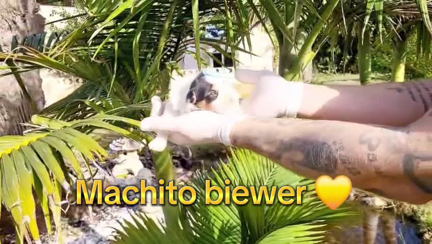 Biewer Yorkshire Terrier a la Pom Pon perros en venta: Yorkshires biewer preciosos!! - Video 2