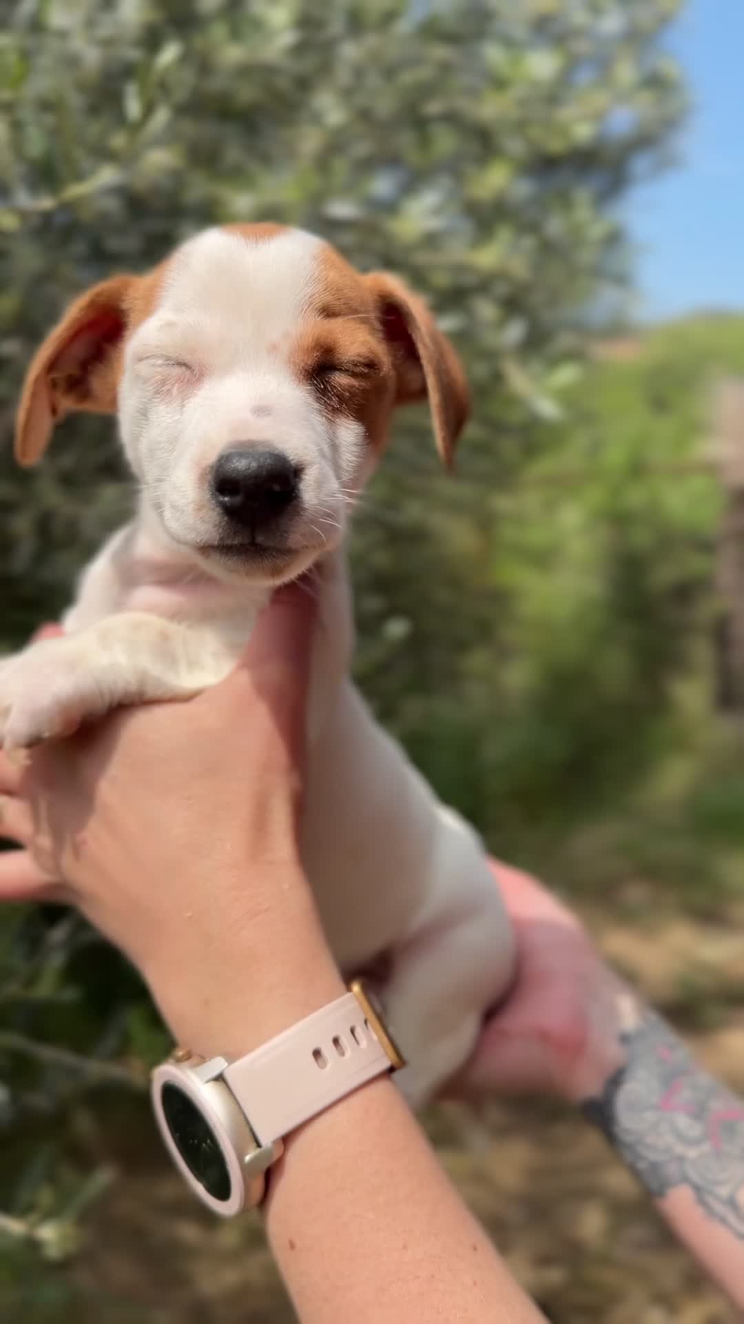 Jack Russell Terrier perros en venta: Jack Russell bicolor  - Video 1