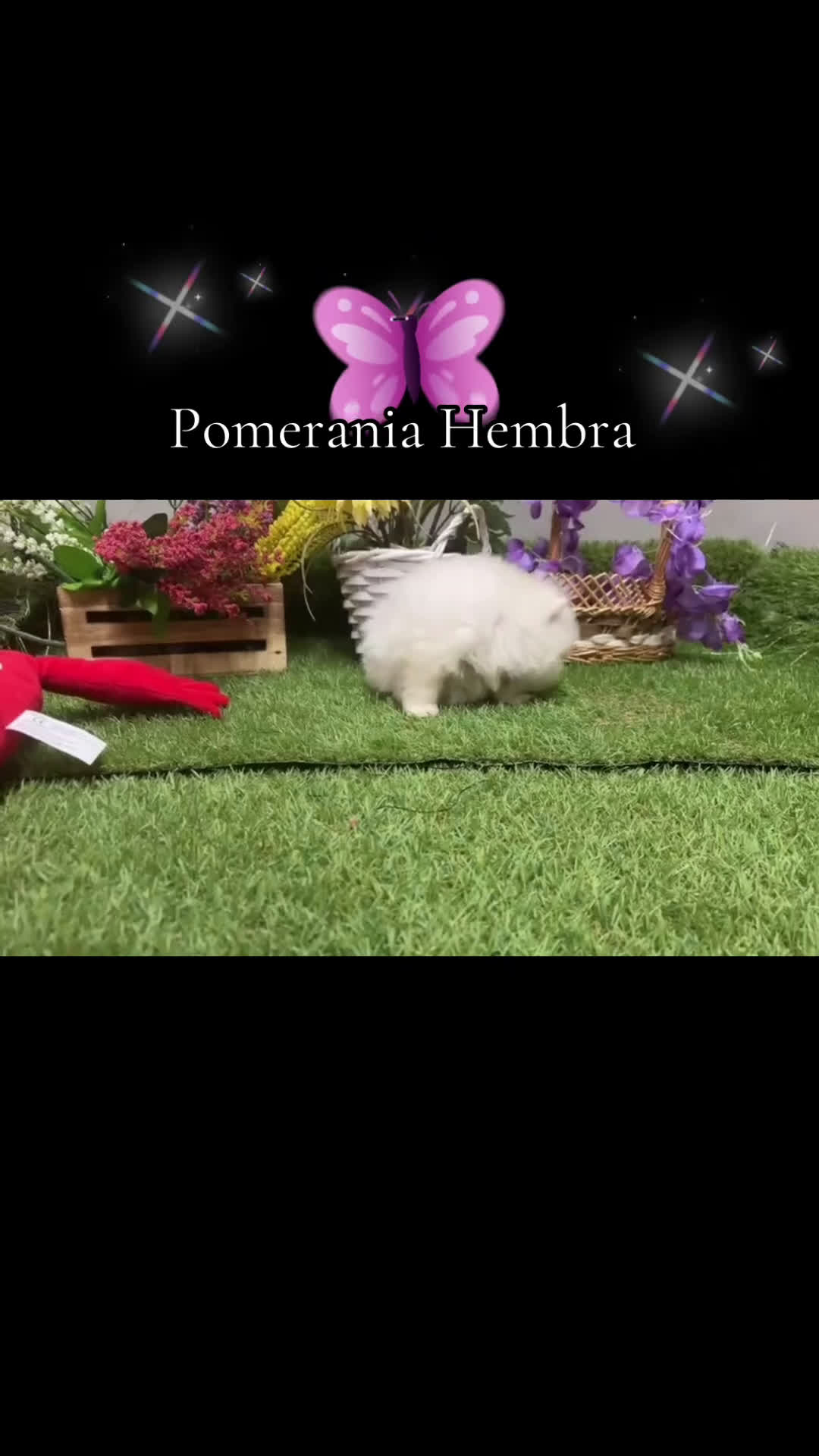 Pomerania perros en venta: Pomerania hembra lulu de Pomerania  - Video 2