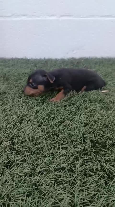 Pinscher Miniatura perros en venta: Cachorros de mini pincher - Video 1