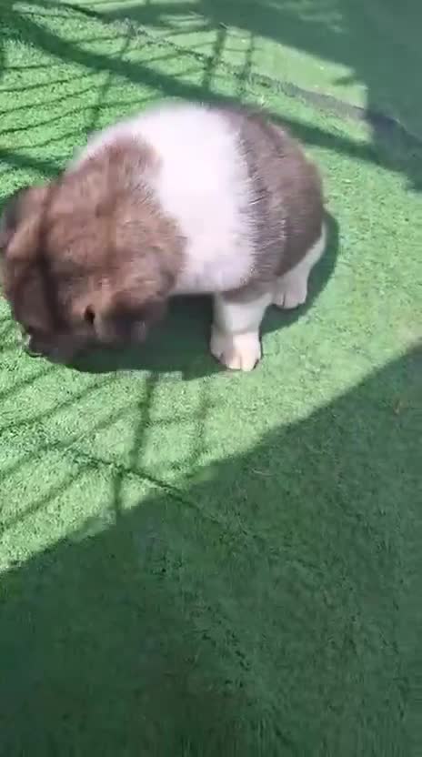 Akita Inu perros en venta: Akita Inu  - Video 1