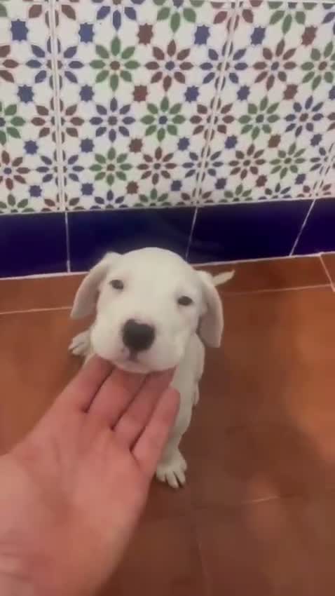 Dogo Argentino perros en venta: Dogo argentino - Video 1