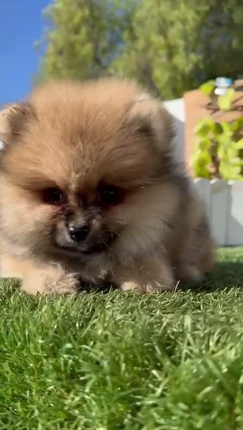Pomerania perros en venta: POMERANIA HEMBRA - Video 2