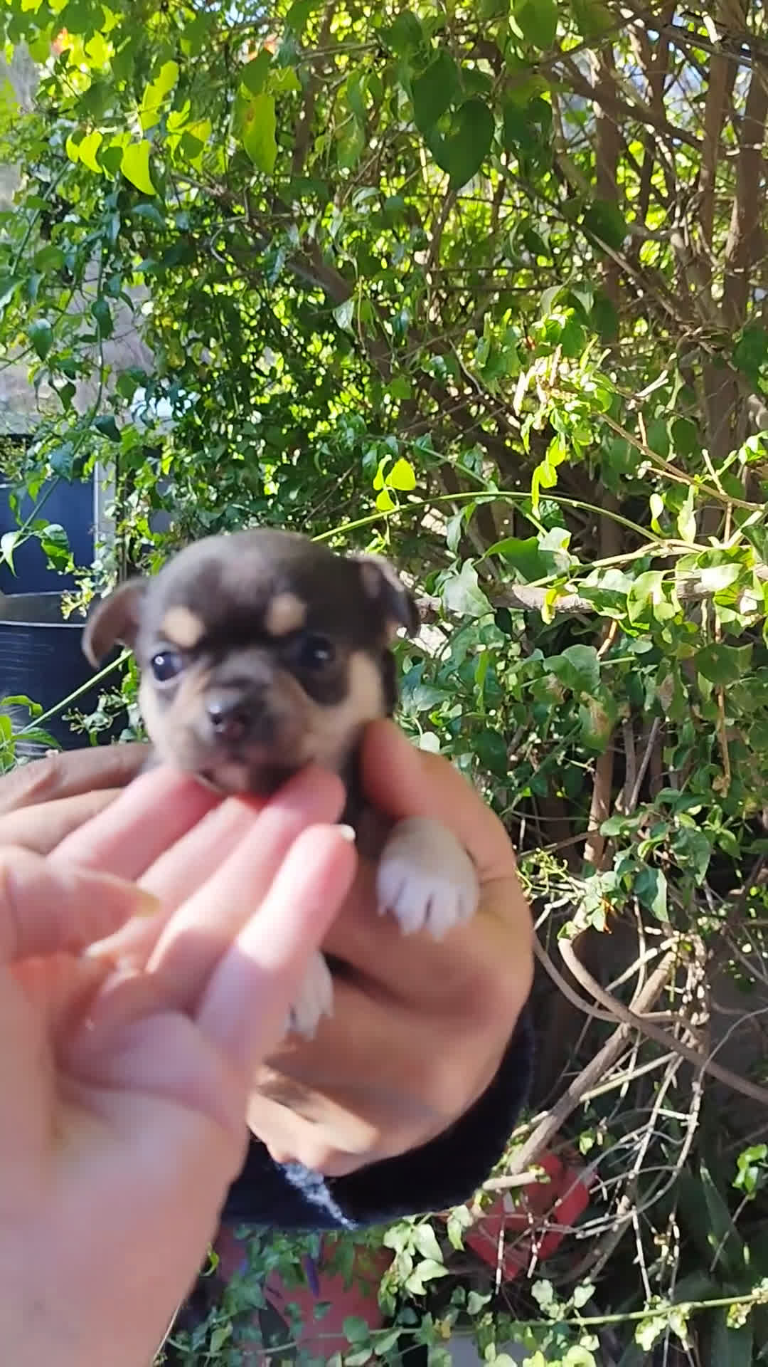 Chihuahua perros en venta: CHIHUAHUAS EXCLUSIVOS - Video 1