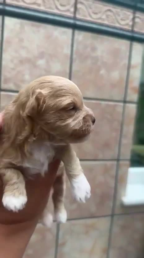 Maltipoo perros en venta: Maltipoo - Video 4