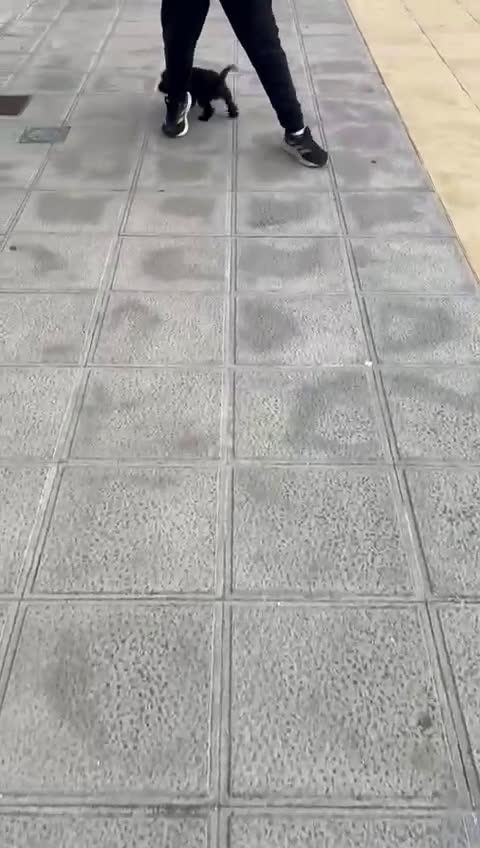 Schnauzer Miniatura perros en venta: Schnuzer mini - Video 1