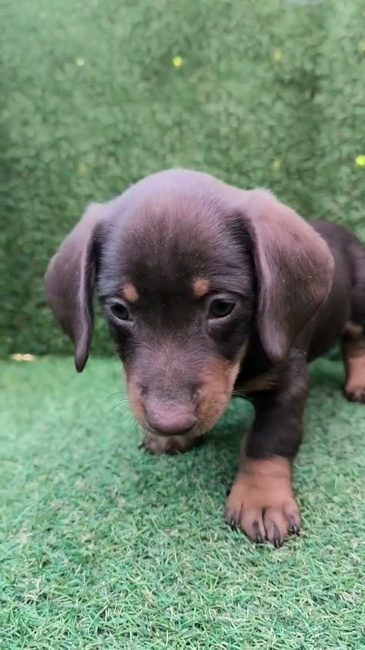 Teckel Miniatura perros en venta: teckel miniatura arlequín y varios colores  - Video 1