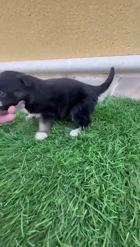 Border Collie perros en venta: Hembra de Border Collie preciosa  - Video 1