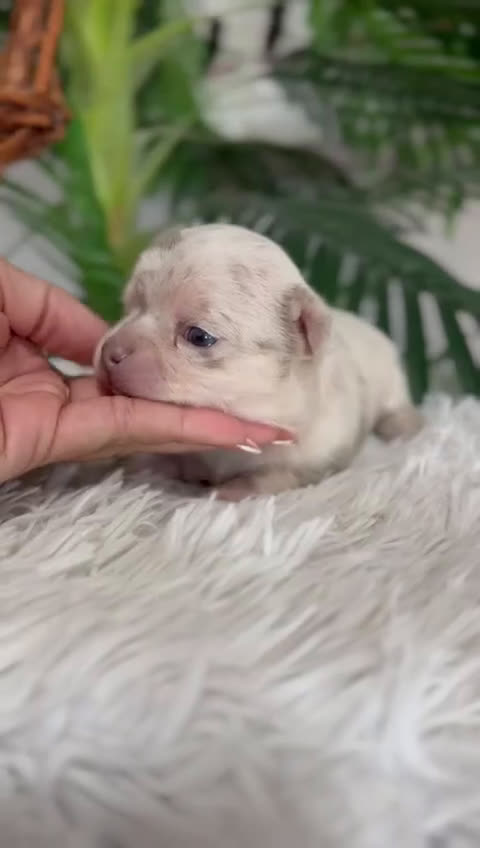 Chihuahua perros en venta: CHIHUAHUA MACHO - Video 2