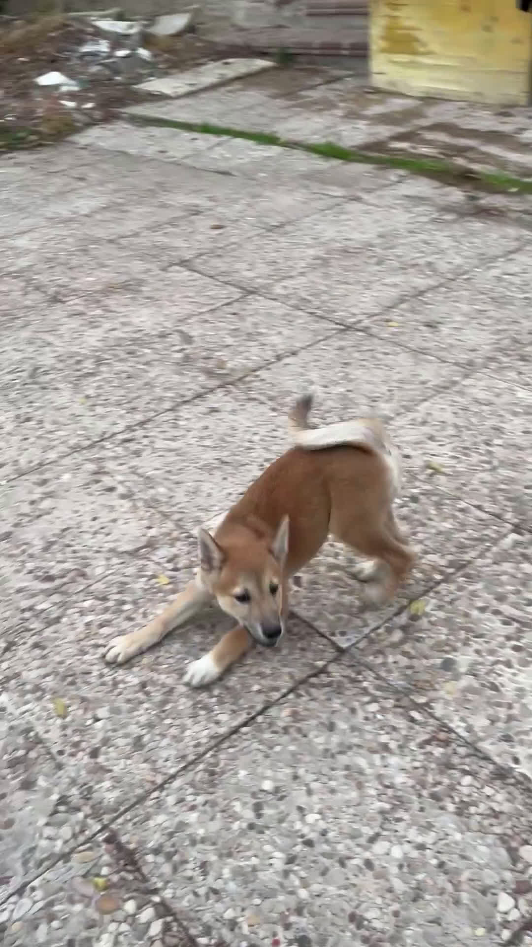 Shiba Inu perros en venta: Shiba inu - Video 1