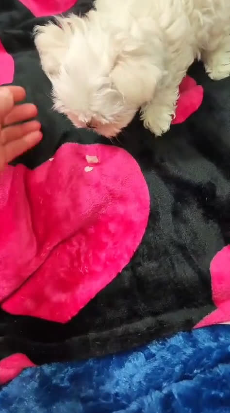 Bichón Maltés perros en venta: Camada raza Bichon Maltes  en Granada - Video 1
