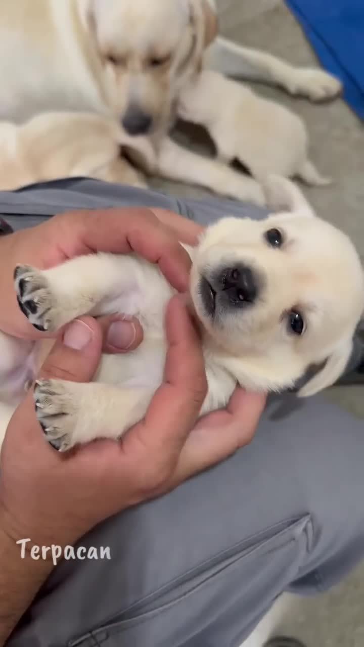 Labrador Retriever perros en venta: Cachorros Labrador Retriever  - Video 1