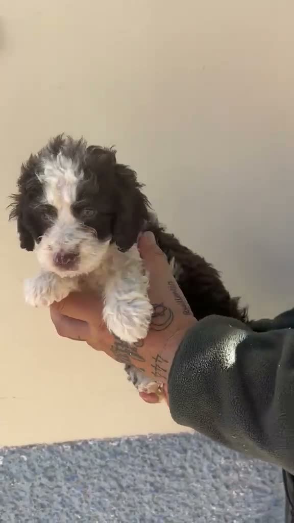 Perro de Agua Español perros en venta: PERRO DE AGUA  - Video 2