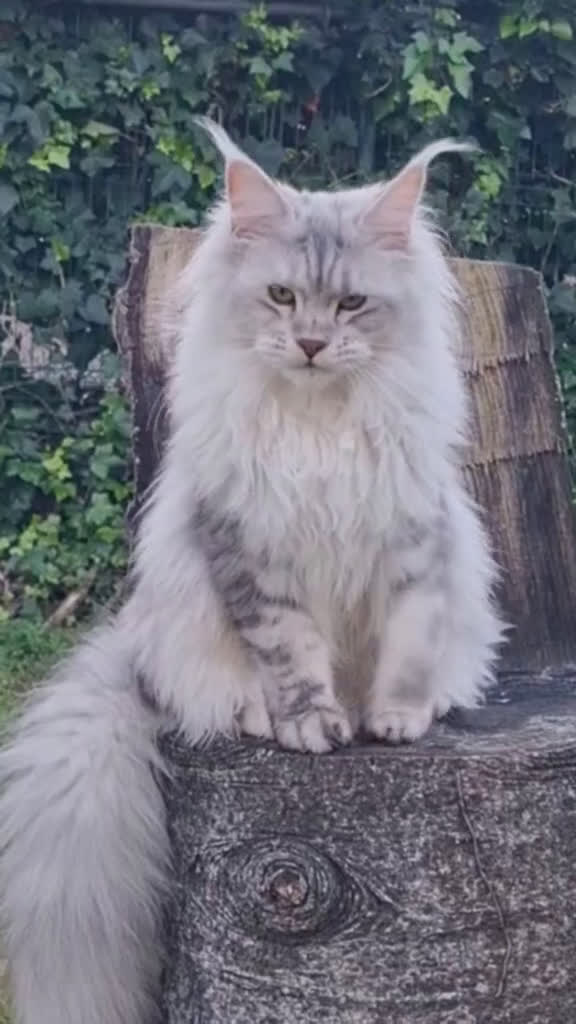 Maine Coon gatos en venta: Camada Arlequín  - Video 1