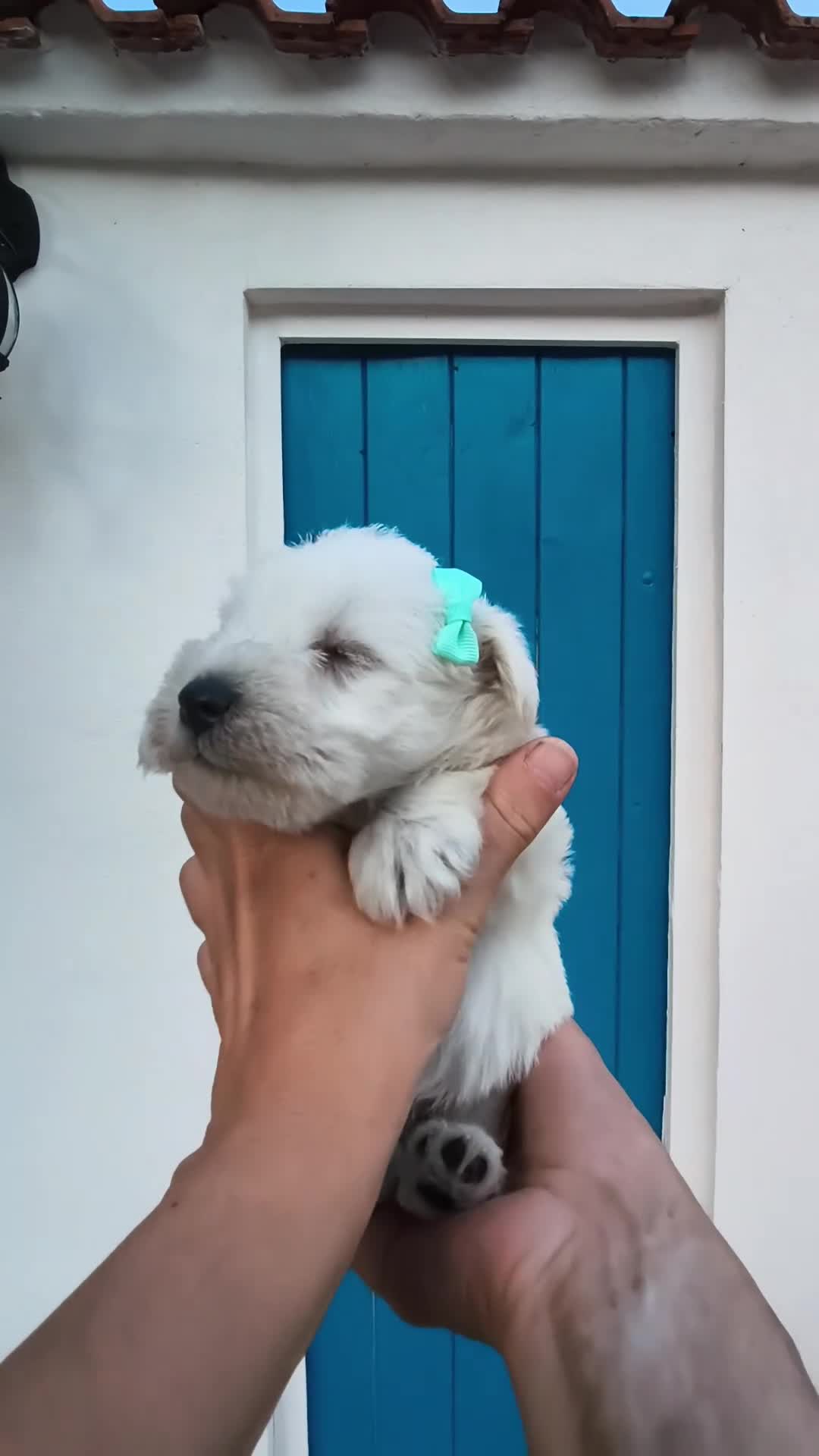 Schnauzer Miniatura perros en venta: Espectaculares schnauzer miniatura blancoss 😍❤️ - Video 2