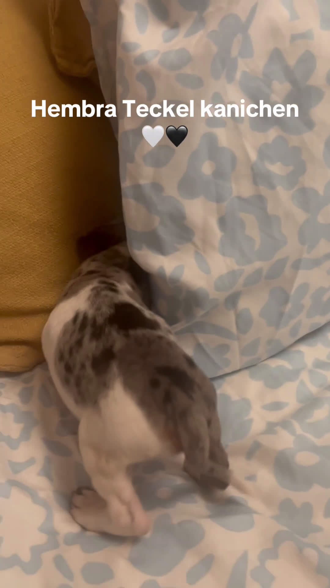 Teckel Miniatura perros en venta: Teckel kanichen arlequín  - Video 1