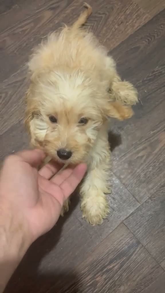 Cockapoo perros en venta: COCKAPOO HEMBRAS - Video 1