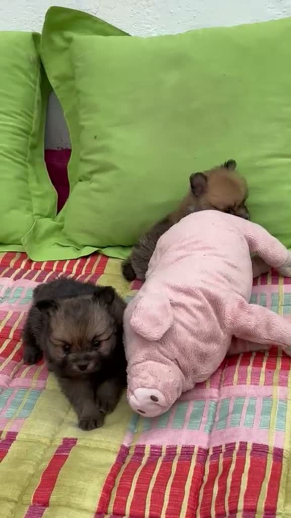 Pomerania perros en venta: Pomeranias - Video 1